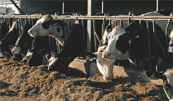 livestock inequalities project